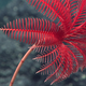 Image: NOAA Office of Ocean Exploration and Research, 2016 Deepwater Exploration of the Marianas.